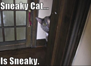 Sneaky Cat is Sneaky